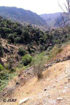 Arroyo del Pingallo