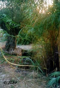 Arroyo de la Alameda de Esteban