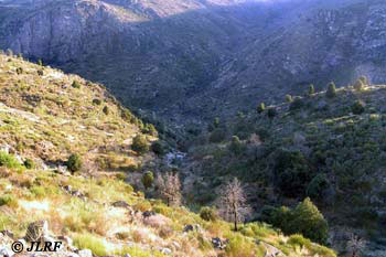 Regato de Fontanitas