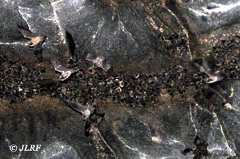 Murcilagos en tnel 3