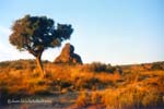 penna_redonda_arbol