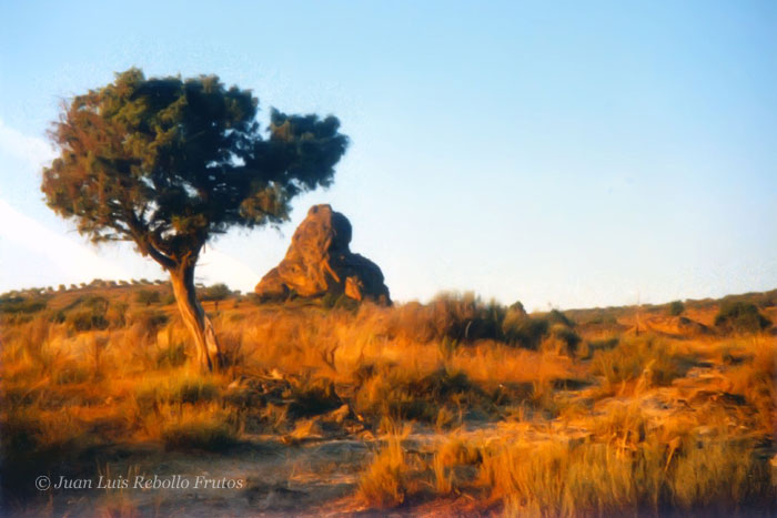 penna_redonda_arbol.jpg