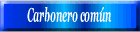 Carbonero común