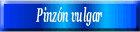 Pinzón vulgar