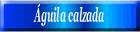 Águila calzada