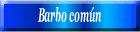 Barbo común