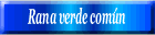 Rana verde común