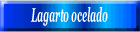 Lagarto ocelado