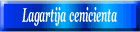 Lagartija cenicienta