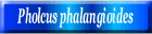 Pholcus phalangioides
