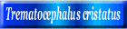 Trematocephalus cristatus