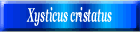 Xysticus cristatus