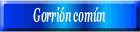 Gorrión común