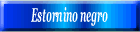 Estornino negro