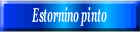 Estornino pinto