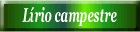 Lírio campestre