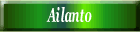 Ailanto