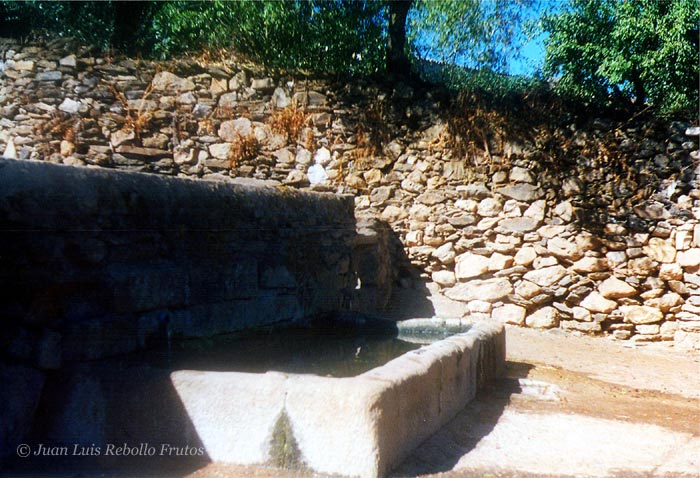 Cao del Gato